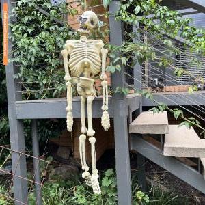 Halloween House at 10 Hodgeman Street, Mawson