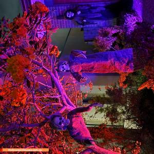 Halloween House at 70 Lomond Circuit, Upper Kedron