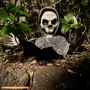 Halloween House at  Glen Huntly Road, Glen Huntly